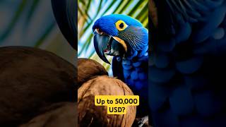 Is it the World’s Most Expensive Bird expensive expensivebirds birds budgie expensiveparrots [upl. by Kacie]