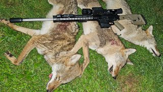 Quick weeknight Michigan coyote hunt [upl. by Cinimod618]