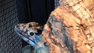 How to Set Up and Care for Abronia Mexican Alligator Lizards [upl. by Sidonius597]