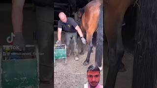 awrans farrier horse satisfying shortvideos [upl. by Torrell]