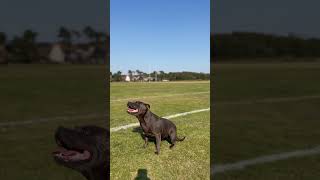 Bella showing off her obedience for the ball 🥎 heel dogtraining staffy bluestaffy recall [upl. by Atinram]