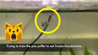 Training Pea Puffer to Eat Frozen Bloodworms [upl. by Edva]