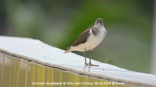 Common Sandpiper  Chiu S C DSCN2201 [upl. by Derby171]