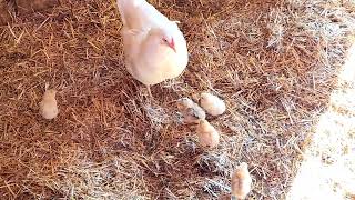 BARN MOTHER HEN  5 NEW Baby Chicks FREE Roam [upl. by Esilahs825]