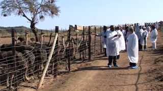 KKGTT  Small Scale Ostrich Farming in South Africa [upl. by Dnomyar]