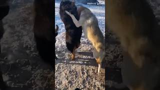 tibetan mastiff vs 3 wolfs fight 🔥animals wildlife shortsfeed shortsvideo viralvideo [upl. by Norbel]