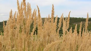 Natural Pampas grass  Home Decorating Ideas [upl. by Rebor405]