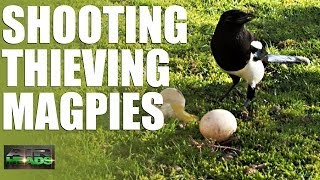 AirHeads  Shooting Thieving Magpies episode 6 [upl. by Hueston380]