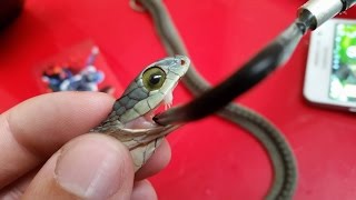 Why boomslang snake venom makes you bleed from your eyes [upl. by Yran229]