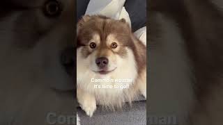 What’s is like owning a Finnish Lapphund Overloaded cutenesscutedogvideosdogfunnyvideo [upl. by Leirum]