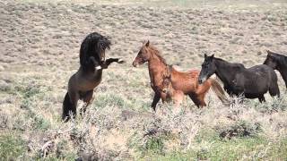 Wild Horses Fighting [upl. by Culberson]