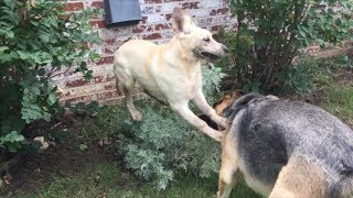 30lb Lab Puppy vs 105lb German Shepherd [upl. by Lalat]