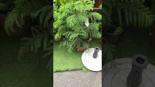 Plant Araucaria एरोकेरिआ बोट [upl. by Uni657]