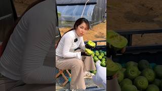 I was Surprised to See These Cucumbers  Fresh Cucumber Farming shorts youtubeshorts fruit [upl. by Corneille]