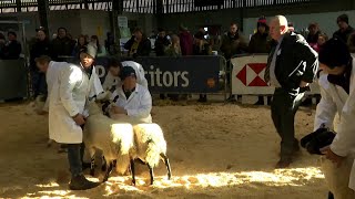 Pencampwriaeth Defaid Mynydd ac Ucheldir Pur  Upland and Hill Sheep Championship [upl. by Celinka]