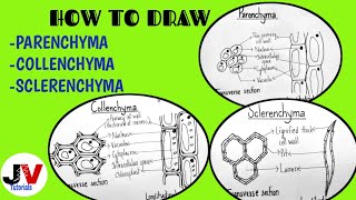 How to Draw Parenchyma Collenchyma and Sclerenchyma  How to Draw Sclerenchyma Tissue Class 9 [upl. by Tova]