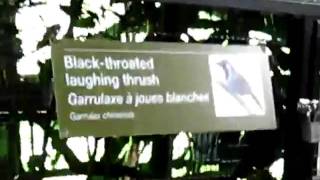 Black Throated Laughing thrush at Toronto Zoo [upl. by Jegar]