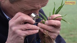 Wheat disease assessment in Herefordshire [upl. by Onairotciv]