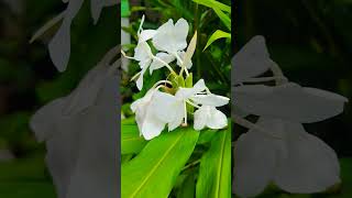 Kalyanasougandhikam Hedychium coronarium the white garlandlily white ginger lilyFlower Power 🤍 [upl. by Colyer]