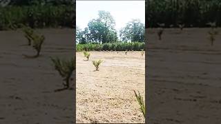 Palm oil new cultivationhttpsyoutubecomcultivation1sikP9SwJZXCzYlCGcW [upl. by Gemmell]