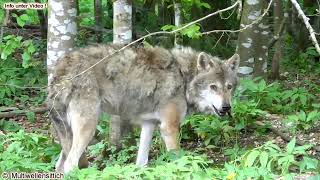 Wolf verbuttelt und Kolkraben graben aus  Kolkraben Ravens amp Cumberland Wildpark Grünau Almtal [upl. by Nodyroc]