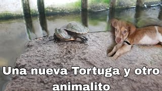 Una nueva mascosa y otra tortuga [upl. by Romelle]