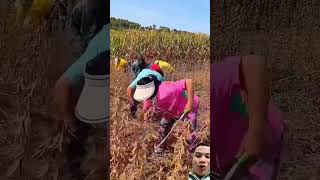 Thu hoặc đỗ tương agriculture satisfying harvest farming [upl. by Dadivitan]