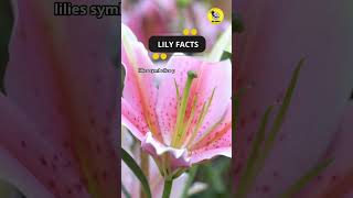 Lily Facts shorts facts flowers [upl. by Brina]