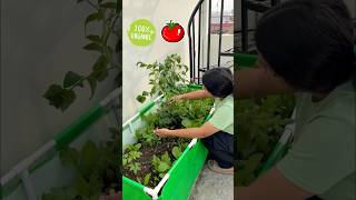 Best tips for growing tomatoes at home tomato youtubeshorts [upl. by Yenffit]