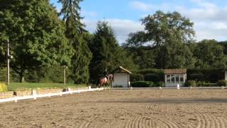 2009 Belgian Warmblood Gelding Warkant Vant Gestelhof x Ferro 178m [upl. by Nylarej]