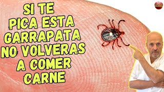 🆘 LA PICADURA DE ESTA GARRAPATA EN HUMANOS PROVOCA ALERGIA A LA CARNE 🆘 [upl. by Nirad]