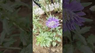 China aster  Callistephus chinensis nature plants gardenflowers garden gardenplants nursery [upl. by Adnilemreh]