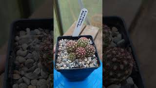 Echinocereus viridiflorus Alpine Brewster🌱 fromseed gardening garden plant cactus echinocereus [upl. by Saleme]