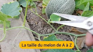 Comment tailler le melon en 3 étapes  Vidéo complète  2022 [upl. by Yeslah51]