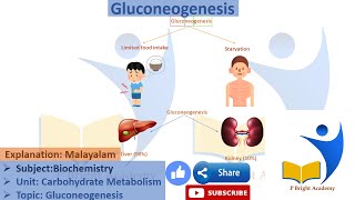 gluconeogenesis 2ndsemester bpharmonlineclasses biochemistry [upl. by Trueman870]