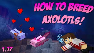 How to Breed Axolotls in Minecraft [upl. by Adin405]