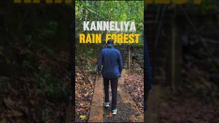 Kanneliya Rain Forest travel srilankatravel foryou nature srilanka naturelovers vlog beauty [upl. by Sieracki]