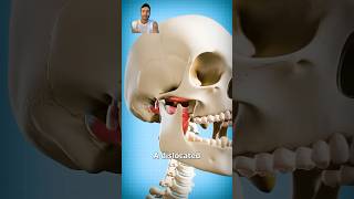 How To Fix A Dislocated Jaw [upl. by Reddin]