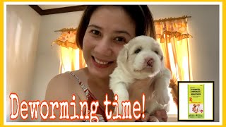 HOW TO DEWORM A PUPPY FIRST DEWORMING 3 weeks old puppy [upl. by Aisats25]