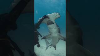 Great Hammerhead Shark [upl. by Draneb]