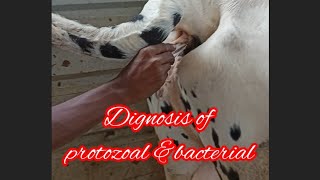 treatment of protozoal ampbacterial in cow treatment of trypanosoma treatment of Anaplasmosi [upl. by Josefa]