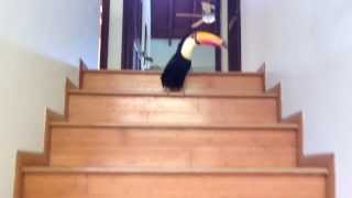 Toucan Hopping Down the Stairs [upl. by Eniamrehs]