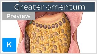 Overview of the Greater Omentum preview  Human Anatomy  Kenhub [upl. by Eiramnerual]