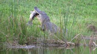 alligator eating big fish [upl. by Oretos]