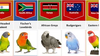 Parrot Breeds From Different Countries [upl. by Ansley]