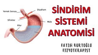 Sindirim Sistemi  ANATOMİ SİSTEMLER KONU ANLATIMI 16 [upl. by Delbert280]