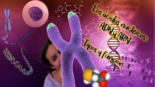 Ácidos nucléicos ADN y ARN Tipos y función BioESOsfera  Biología [upl. by Auqinimod829]