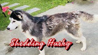 SHEDDING HUSKY SUMMER 2022 [upl. by Erek]