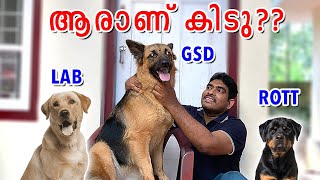 GSD LAB ROTT ആരാണ് BEST COMPARISON BETWEEN GERMAN SHEPHERD LABRADOR AND ROTTWEILER MALAYALAM [upl. by Anjali979]