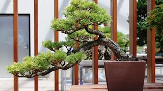 Himalayan Cedar Bonsai Tree cedrus deodara silvermist [upl. by Arramahs919]